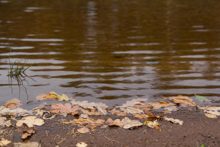 Осень на реке Керженец Тест фото 2